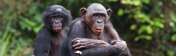 On people as status-seeking monkeys /img/chimpanzee-social-structure.jpg