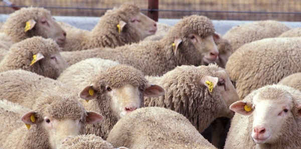 This is NOT a flock of sheep. It's a BOAT /img/flock-of-sheeps.jpg