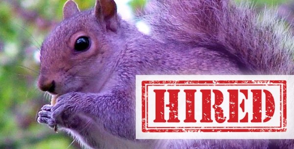The OTHER face of recruiters and job seekers going bonkers /img/purple-squirrel.jpg